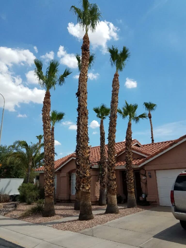 Fast emergency tree service response